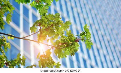 Modern Downtown Office Building Surrounded By Greenery Tree, The Surface Window Outside Reflecting Clear Blue Sky. Business Office Building And Green Trees, Business And Nature Concept. 