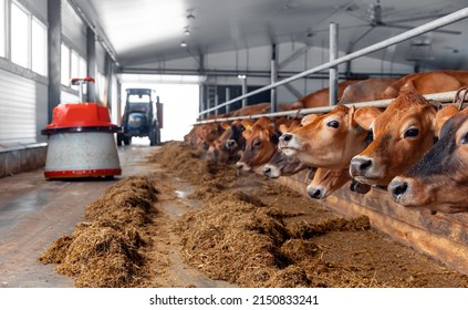 Modern farm cowshed for jersey red cow eating fodder. Banner industry livestock.