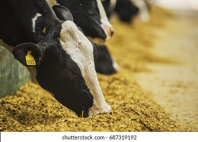 Modern farm cowshed. Milking cows.  
Cows eating lucerne hay.
Swinging brush helps keep cows healthy.