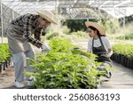 Modern Farmer Couple Gardening Herbs and Cannabis in a Greenhouse Setting