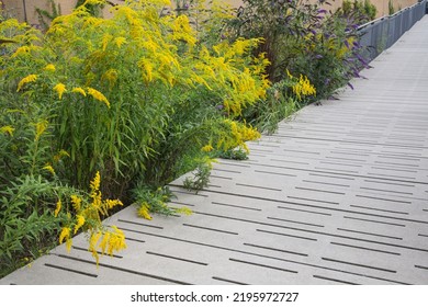 Modern Garden Design Or Landscaping:Pedestrian Overpass, Bridge Or Walkway Made Of Concrete Paving Slabs With Gaps, Permeable To Water,vegetated-environmental, Sustainable, Ecology, Nature Protection