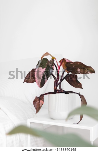 Modern Houseplants On Bedside Table White Stock Photo Edit