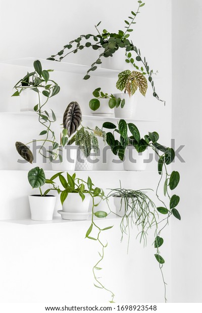 Modern houseplants on the white wall\
shelves in the white living room, minimal creative home decor\
concept, Silver Dollar Vine, Begonia, Vanilla Orchid, Monstera\
Peru, Alocasia, Pilea\
Peperomioides