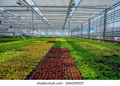 Horticultura contemporánea