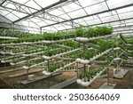 Modern Hydroponic Greenhouse with Vertical Farming System  