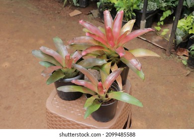 Modern Indoor Plants Aglaonema And  Bromeliad For Home Garden And House Decoration 