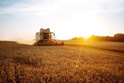 Modern Industrial Combine Harvester Harvests Wheat Cereals On A Summer Day. Grain Harvester.  Rich Harvest Concept.