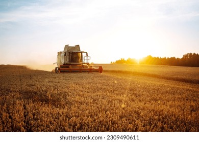Modern industrial combine harvester harvests wheat cereals on a summer day. Grain harvester.  Rich harvest concept. - Shutterstock ID 2309490611