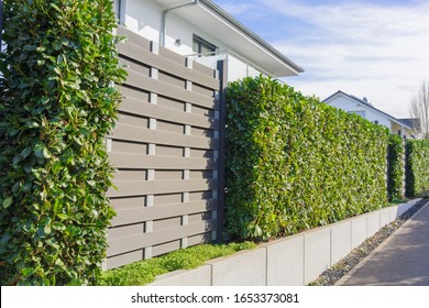 Modern landscaping with a cherry laural hedge