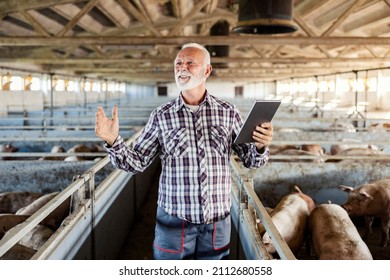 Modern Livestock And Pig Farming. A Happy Senior Farmer Is Standing At The Pig Farm With A Tablet In His Hands And Proudly Waving With His Hands.