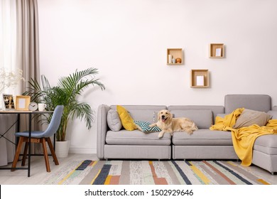Modern living room interior. Cute Golden Labrador Retriever on couch