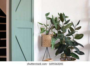 Modern Living Room Interior With Green House Plants And A Green Sliding Barn Door. Retro Modern Design Light