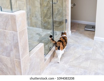 Modern Luxury Tiled Bathroom With One Orange Calico Cat Walking Inside In Home, Apartment Or House With Shower Door, Restroom Scale