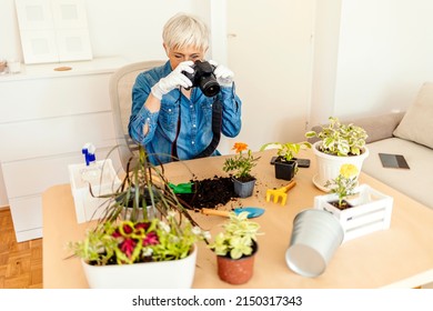 Modern Mature Female In White Rubber Gloves With Potted Plant Making Photos Using Her Camera At Modern Home In Sunny Day. Happy Senior Woman Taking Pictures Of Green Plants And Flowers With A Camera. 