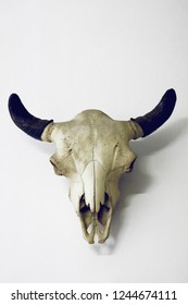 modern minimal bright urban close up photo of animal skull on white wall with horns