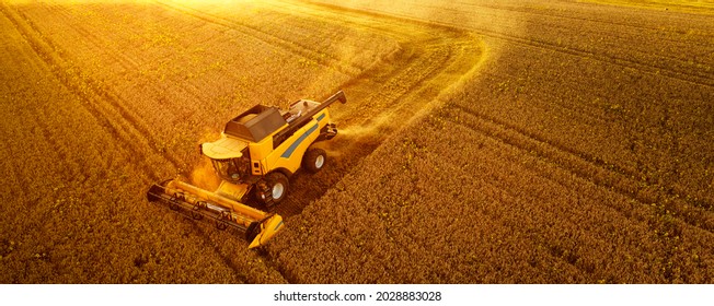 A modern new combine harvests grain. The sun's rays illuminate the dust cloud. Wonderful summer landscape. Growing food. - Shutterstock ID 2028883028