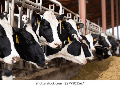 Modern outdoor cowshed at dairy farm with herd of milking Holstein cows eating hay from manger.. - Shutterstock ID 2279301567
