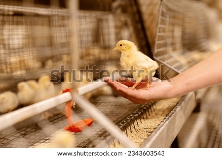 modern poultry farm, chicken on the hand of a farmer in a poultry farm close-up Stock foto © 