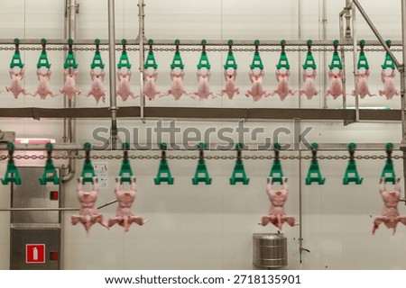 Modern processing line at big chicken farm. Special equipment for evisceration, separation, cutting and deboning broilers carcasses.