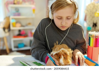 modern pupil with headphones and guinea pig distance learning at home in sunny day.