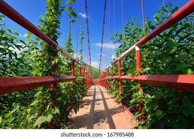 Modern Reliable Rope Suspension Bridge On A Background Of Green Mountains. Vietnam