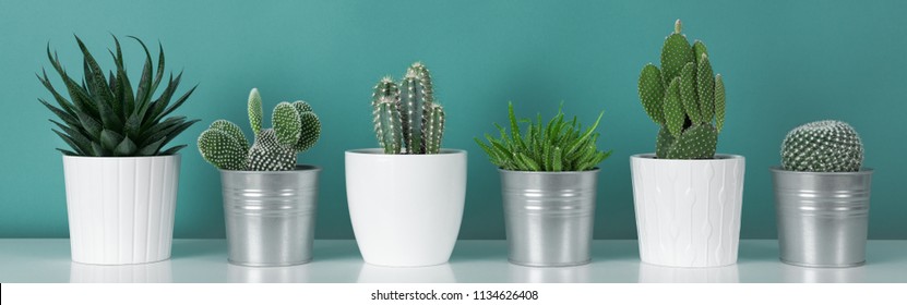 Modern room decoration. Collection of various potted cactus house plants on white shelf against pastel turquoise colored wall. Cactus plants banner. - Powered by Shutterstock