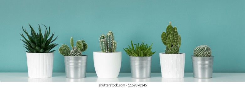 Succulent White Pot Images Stock Photos Vectors Shutterstock