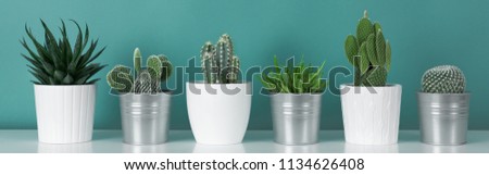 Modern room decoration. Collection of various potted cactus house plants on white shelf against pastel turquoise colored wall. Cactus plants banner.