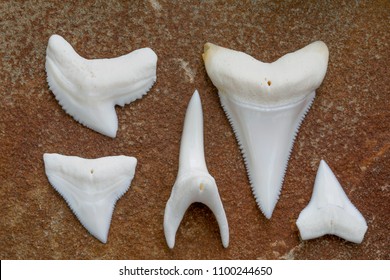 Modern Shark Teeth (Lingual View); Tiger Shark, Great White Shark, Bull, Mako, Oceanic Whitetip 