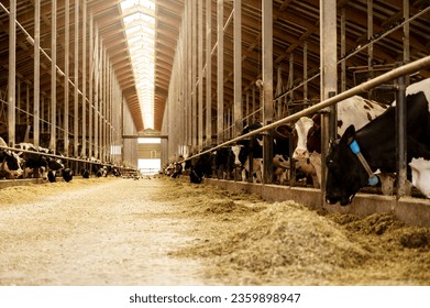 Modern, spacious cow farm with many dairy cows - Shutterstock ID 2359898947