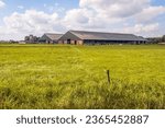 Modern stable with cows in a Dutch polder landscape. In the foreground is a ditch and an electric fence. It is a beautiful day in the late summer season.