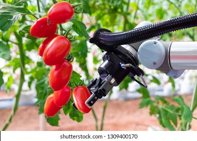 Modern tomato greenhouse adopts the technology of robotic industry to apply for used in fruit plots to work and help harvest on concept of Smart Farming 4.0