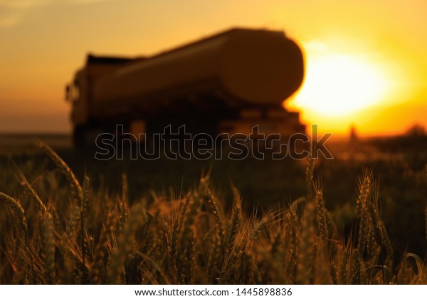 Modern\
truck near wheat field at sunset, selective\
focus
