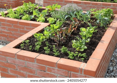 A modern vegetable garden with raised briks beds . .Raised beds gardening in an urban garden growing plants, herbs, spices, berries and vegetables zucchini .