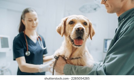 At a Modern Vet Clinic: Golden Retriever Sitting on Examination Table as a Female Veterinarian Assesses the Dog's Health. Handsome Dog's Owner Helps to Calm Down the Pet - Powered by Shutterstock