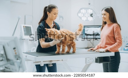 At a Modern Vet Clinic: Red Maine Coon Walking on Examination Table as a Female Veterinarian Assesses the Cat's Health. Young Owner Helps to Calm Down the Pet and Talks with the Vet Specialist