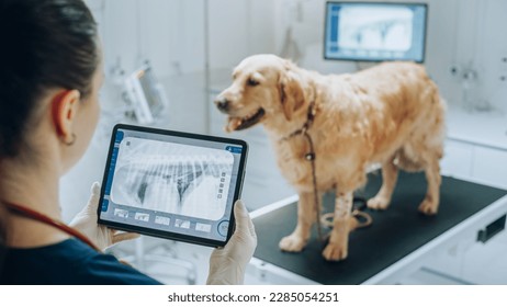 At a Modern Veterinary Clinic: Golden Retriever Pet Standing on Examination Table as a Female Veterinarian Assesses the Dog's Health on a Tablet Computer with X-Ray Scans
