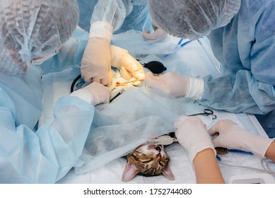 4,645 Veterinary anesthesia Images, Stock Photos & Vectors | Shutterstock