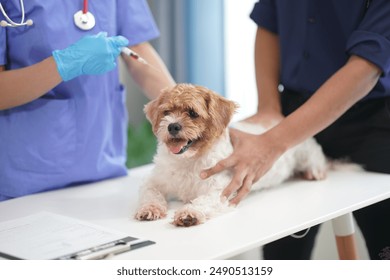 At a modern veterinary clinic, a Panshi Tzu puppy sits on an examination table. Meanwhile, a female veterinarian assesses the health of a healthy dog ​​being examined by a professional veterinarian. - Powered by Shutterstock