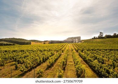Modern winery complex surrounded by lush green vineyards and scenic countryside under sky during sunny day