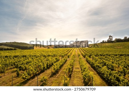 Modern winery complex surrounded by lush green vineyards and scenic countryside under sky during sunny day