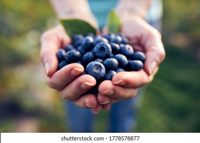 Modern woman working and picking blueberries on a organic farm - woman power business concept. - Powered by Shutterstock