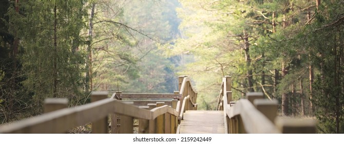 Modern Wooden Pathway (boardwalk) In Evergreen Forest. Pine, Fir, Spruce Trees. Mist, Soft Sunlight. Spring Landscape. Europe. Nature, Ecology, Environment, Ecotourism, Nordic Walking, Recreation