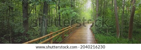 Modern wooden winding pathway (boardwalk) through green deciduous trees in public park. Environmental conservation in Denmark. Rainforest, eco tourism, recreation, cycling, nordic walking themes