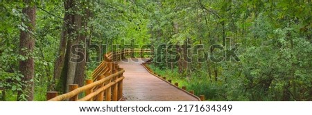 Modern wooden winding pathway (boardwalk) through green deciduous trees in public park. Environmental conservation in Denmark. Rainforest, eco tourism, recreation, cycling, nordic walking themes