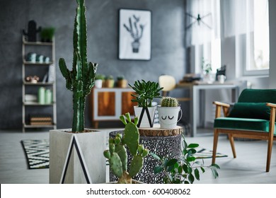 Modernly designed room with cacti decorations