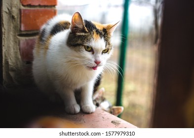 Modest Homeless Calico Cat Mom Kittens Sits On A Brick Windowsill And Asks For Food On Cold Days, Portrait