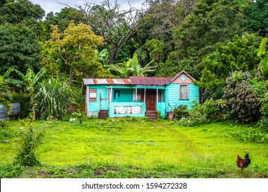 Modest Old Country House With Rusty Zinc Roof. Small Dwelling In The Rural Countryside With Lush Green Grass And Trees In Yard. Chicken/ Hen/ Rooster Feeding At Front Exterior. Caribbean Island Home.