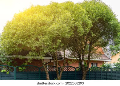 Modest Residential Building With Tree With Lush Crown In Front Of It. Tree In Front Of Fence Of Family House. Suburban Street View