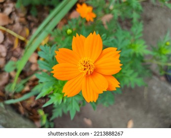 Modestly Blooming Small Orange Flowers